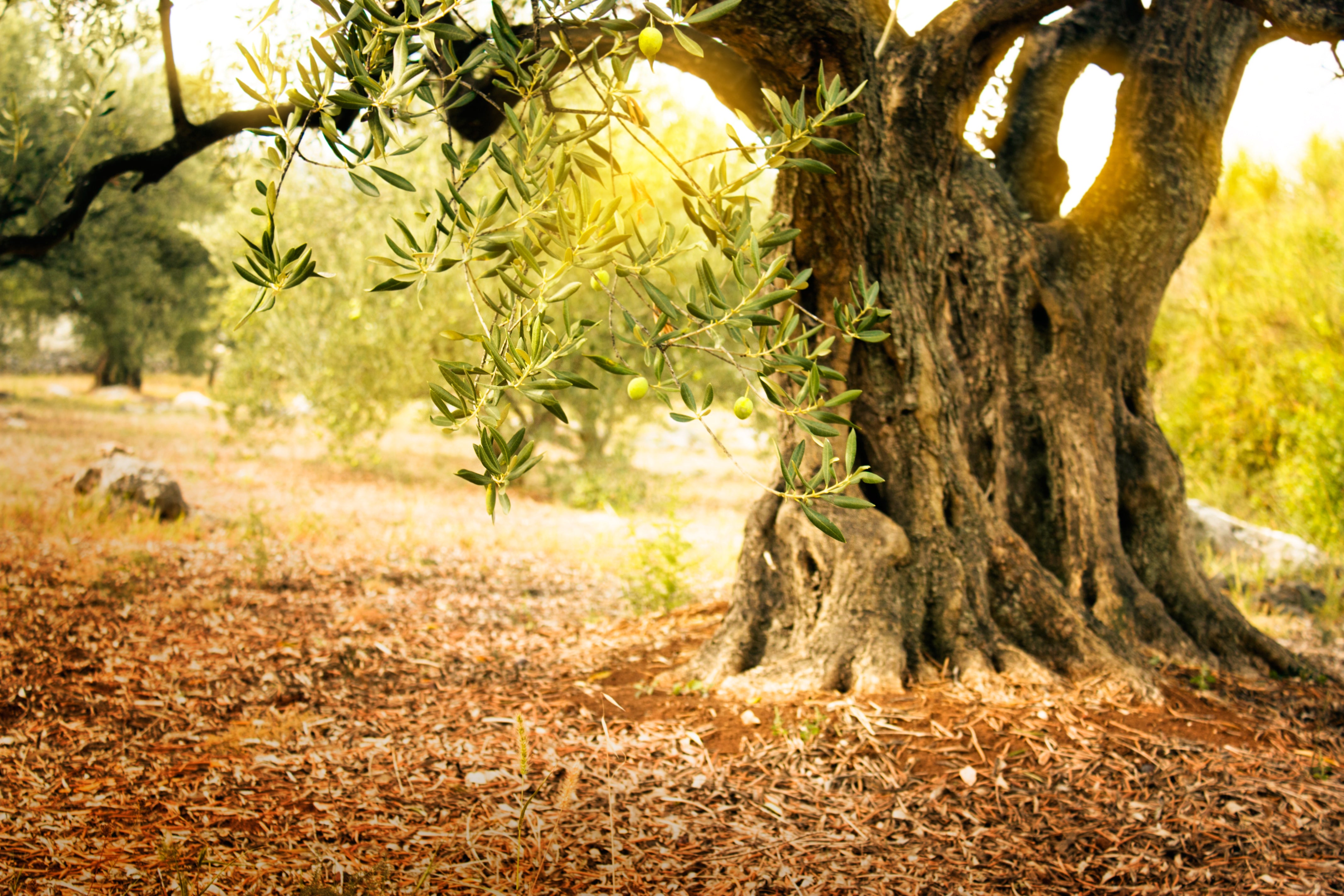 Olive Wood Utensils Holder - Forest Decor