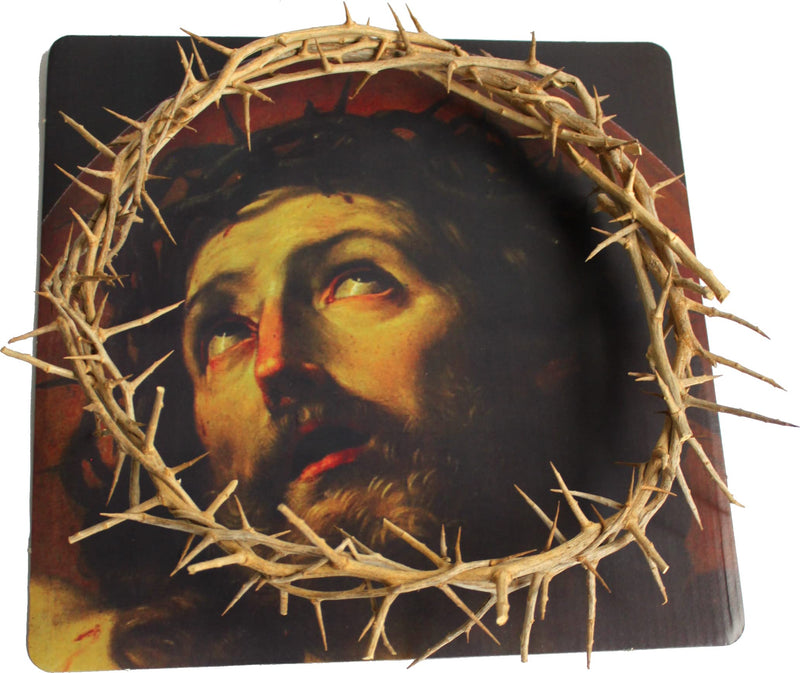 Holy Land Market Authentic Crown of Thorns from The Holy Land - in Gift Box (10-11 Inches)