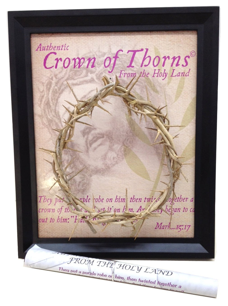 The Genuine and Authentic The Crown of Thorns (20.5x20.5cm OR 8x8") with Certificate