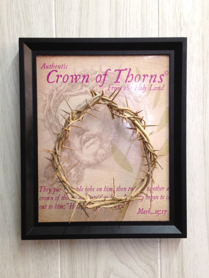 The Genuine and Authentic The Crown of Thorns (20.5x20.5cm OR 8x8") with Certificate